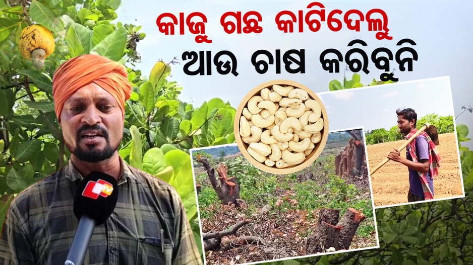 କାଜୁ ଚାଷ ପ୍ରତି ବିମୁଖ ହେଲେଣି ଚାଷୀ