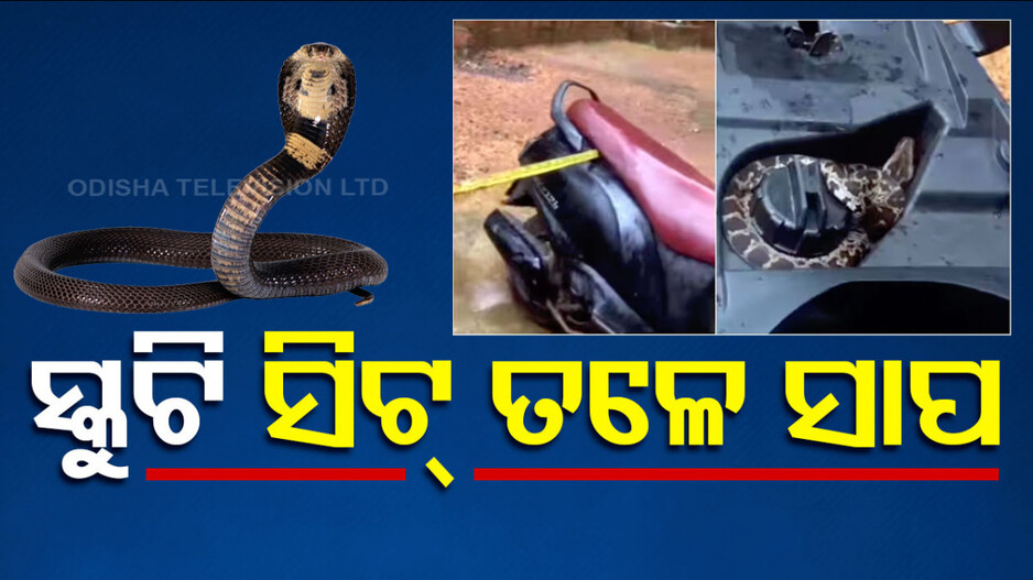 ସ୍କୁଟି ଡିକିରେ ଲୁଚିଥିଲା ଅଜଗର, ଅଳ୍ପକେ ବର୍ତ୍ତିଲେ ଚାଳକ..ଦେଖନ୍ତୁ ଭିଡିଓ