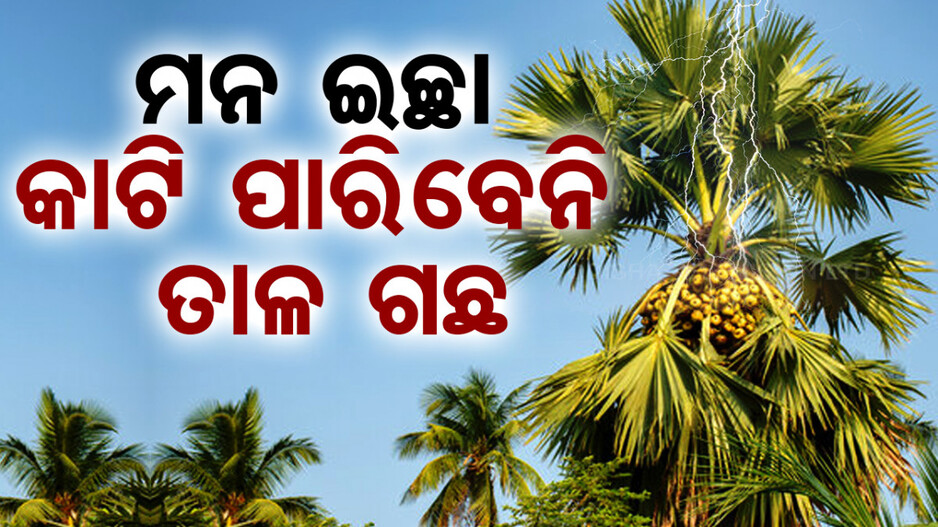 ଏଣିକି ମନଇଚ୍ଛା କାଟି ପାରିବେନି ତାଳ ଗଛ: ବନ ବିଭାଗଠୁ ନେବାକୁ ପଡ଼ିବ ଅନୁମତି