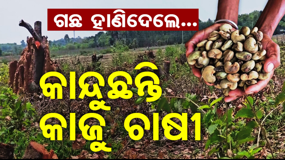 ଲାଭ ଦାୟକ ଫସଲରୁ ମୁହଁ ମୋଡୁଛନ୍ତି ଚାଷୀ; କାଜୁ ଛାଡ଼ି କରୁଛନ୍ତି ମକା ଓ ପନି ପରିବା ଚାଷ 