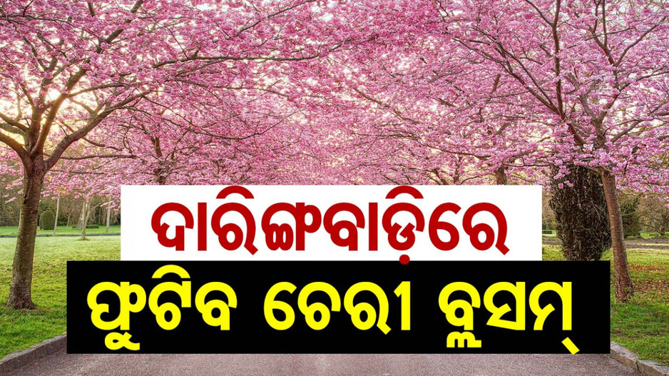 ଦାରିଙ୍ଗବାଡିର ଶୋଭା ବଢ଼ାଇବ ଚେରୀ ବ୍ଲସମ୍, ପ୍ରଥମ ଥର ଲଗାଯିବ ଜାପାନୀ ଫୁଲ ଚାରା