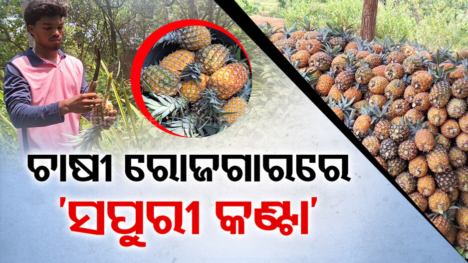 ସପୁରୀ ଅଭାବୀ ବିକ୍ରି, ଚାଷୀ ମୁଣ୍ଡରେ ଚଡ଼କ