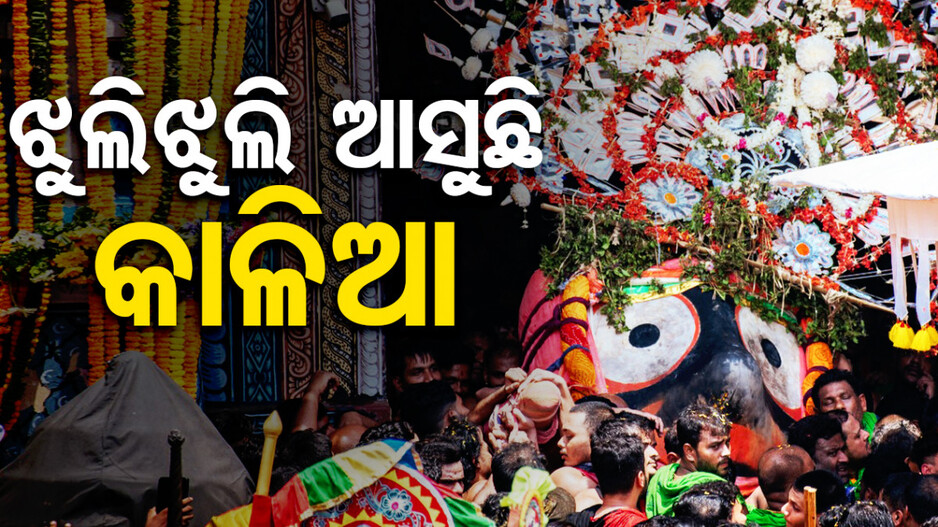 ସମୟ ପୂର୍ବରୁ ଆରମ୍ଭ ହେଲା ପହଣ୍ଡି, ଧାଡ଼ି ପହଣ୍ଡିରେ ଝୁଲି ଝୁଲି ଆସୁଛି କାଳିଆ