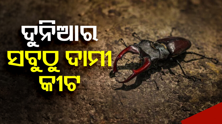 ଆଶ୍ଚର୍ଯ୍ୟ !! ପୋକ ଆଗରେ BMW ଗାଡ଼ି ବି ଫିକା.. ଦାମ ଜାଣିଲେ ହୋସ୍‌ ଉଡ଼ିଯିବ..