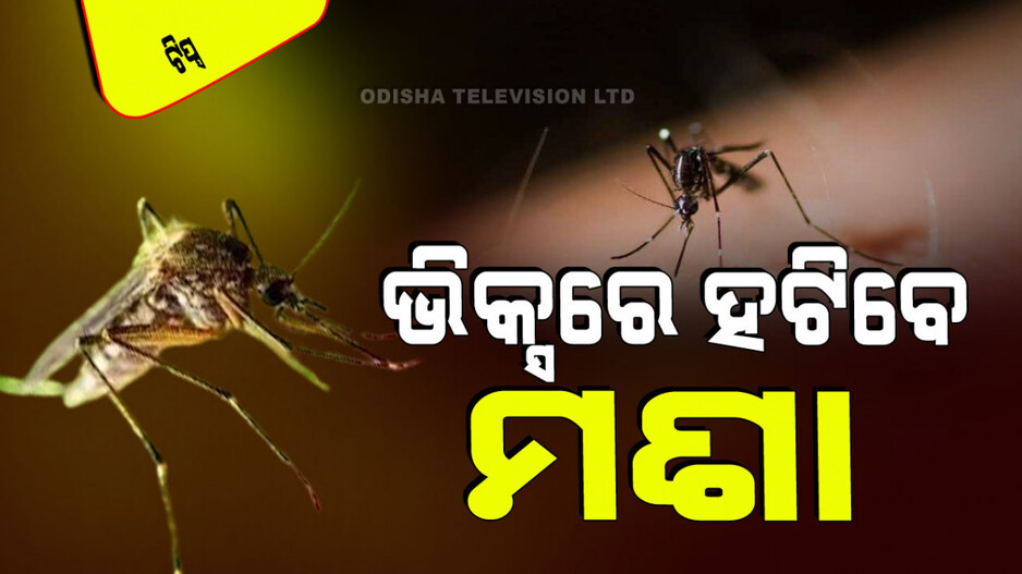 Tips And Tricks: ମଶା ହଟେଇବାର ଘରୋଇ ଟିପ୍ସ; ହେବ ନାହିଁ କୌଣସି ସ୍ୱାସ୍ଥ୍ୟହାନୀ