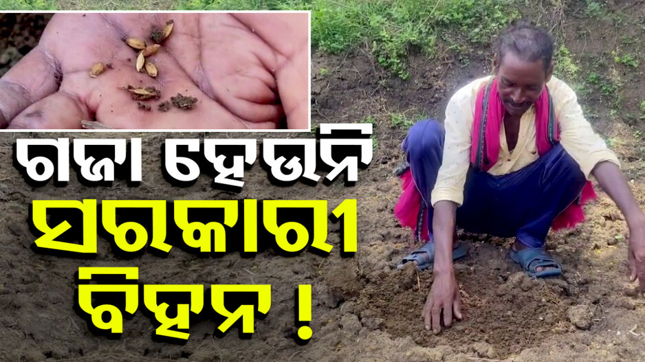 ଗଜା ହେଉନି ସରକାରୀ ବିହନ !