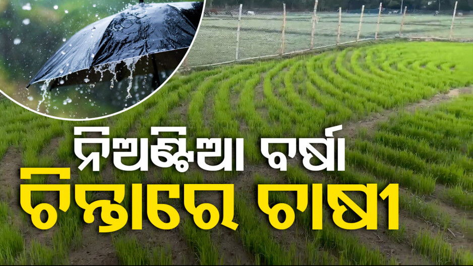 ରାଜ୍ୟରେ ଆଗାମୀ ୫ ଦିନ ଯାଏଁ କାଁ ଭାଁ ବର୍ଷା; ଚାଷୀଙ୍କୁ ଘାରିଲାଣି ଚାଷ ଚିନ୍ତା...