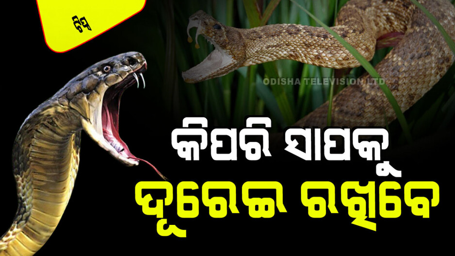 Tips and Tricks: ବର୍ଷାଦିନ ଆସିଛି, ସାପ ଭୟ ରହିଛି; ଲଗାନ୍ତୁ ଏହି ୫ ଗଛ, ଘରେ ପଶିବେନି ସାପ