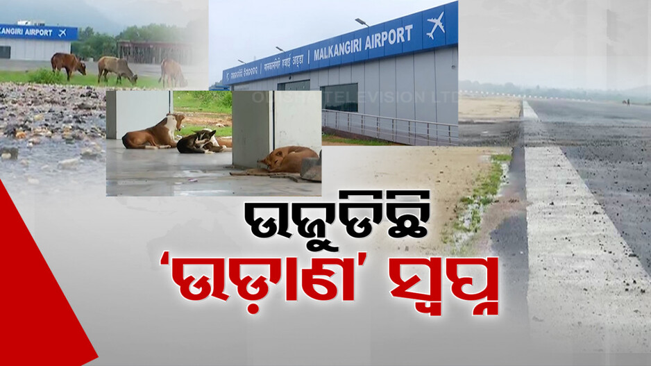 ଟର୍ମିନାଲରେ କୁକୁର, ରନୱେରେ ଗାଈ