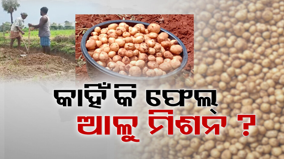 କେଉଁ ଭୁଲରୁ ଆଳୁ ମିଶନରେ ଆଳୁ ପାଇଲା ବିଜେଡି ସରକାର?