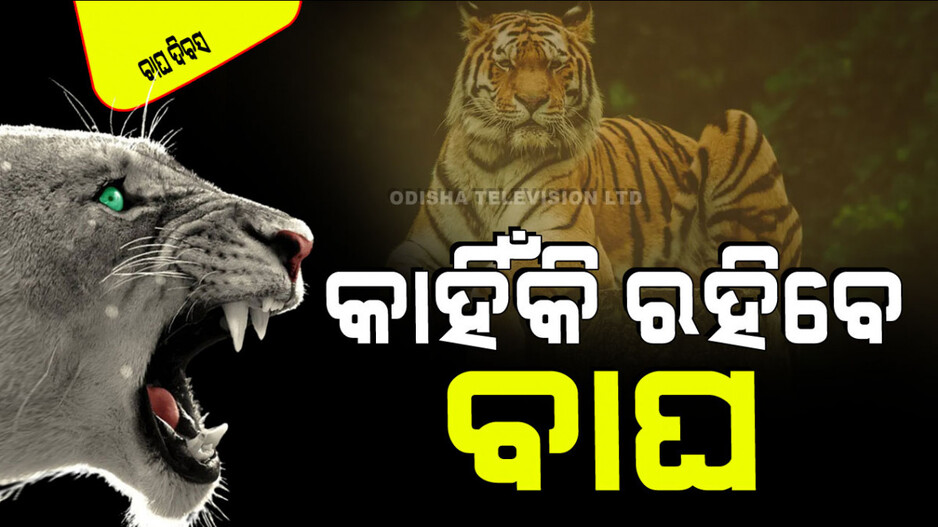 International Tiger Day 2024 : ଭାରତରେ ବଢୁଛି ବାଘ ସଂଖ୍ୟା; ଜାଣନ୍ତୁ କେତେରେ ପହଞ୍ଚିଲେଣି
