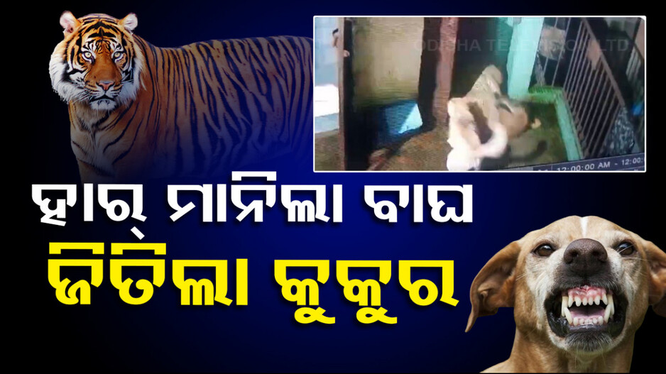 ଚକିତ କଲା ଭଳି ଦୃଶ୍ୟ: ଘର ଭିତରେ ବାଘ- କୁକୁର ଲଢ଼େଇ; ଦେଖନ୍ତୁ ଭିଡ଼ିଓ...