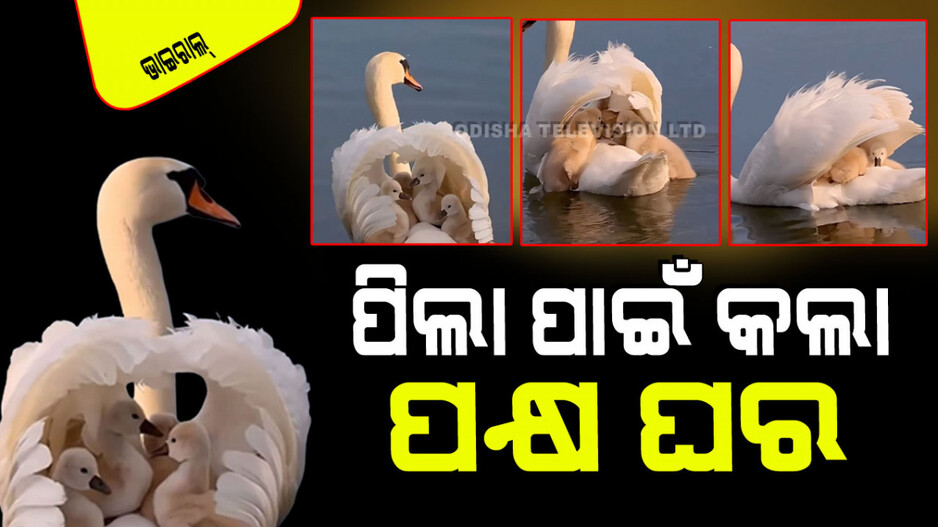 Viral Video: କେବେ ବି ଦେଖି ନ ଥିବେ ଏମିତି ଭିଡିଓ; ପିଲାମାନଙ୍କ ସୁରକ୍ଷା ପାଇଁ ମା’ ହଂସ ଡେଣାରେ କରିଦେଲା ଘର