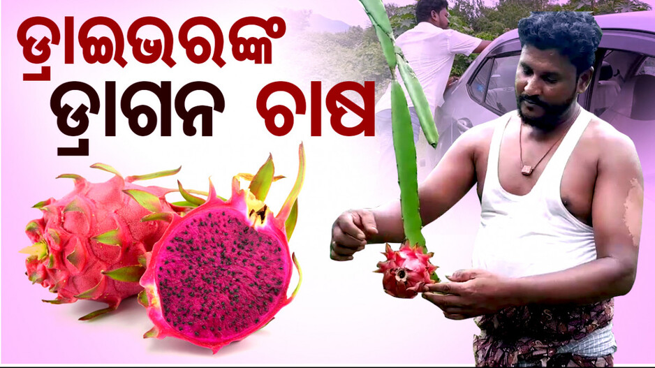 ଡ୍ରାଗନ ଫ୍ରୁଟ ଚାଷକରି ଚର୍ଚ୍ଚାରେ ଗାଡି ଚାଳକ