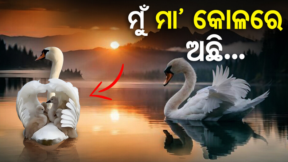 ପିଲାଙ୍କ ସୁରକ୍ଷା ପାଇଁ ମା’ ହଂସ ଡେଣାରେ ଘର
