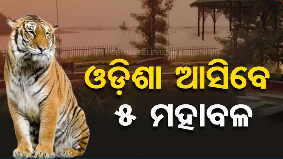 ବନ୍ୟଜନ୍ତୁ ପ୍ରେମୀଙ୍କ ପାଇଁ ଖୁସି ଖବର; ଓଡ଼ିଶା ଆସିବେ ୫ ମହାବଳ ବାଘ, ୨ ଜିରାଫ 