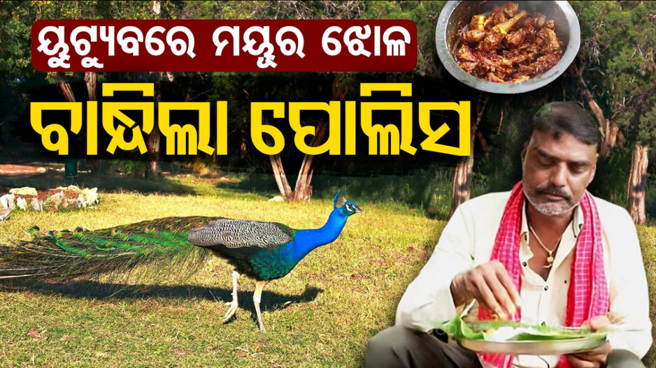 ମୟୂର ତରକାରୀ କରି ବନ୍ଧାହେଲେ ୟୁଟ୍ୟୁବର