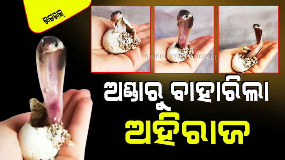 Viral video: ଅଣ୍ଡା ଭିତରୁ ବାହାରୁଛି ଅହିରାଜ ଛୁଆ; ଲହ ଲହ କରୁଛି ଜିଭ, ଦେଖିଲେ ଲାଗିବ ଡର