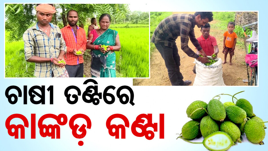 ଚାଷୀ ତଣ୍ଟିରେ କାଙ୍କଡ଼ କଣ୍ଟା
