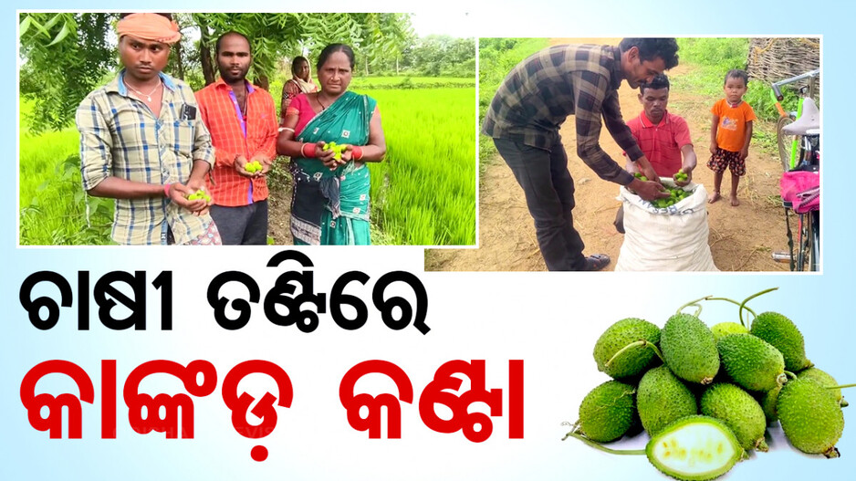 ନୂଆପଡ଼ାରେ କାଙ୍କଡ଼ର ଅଭାବୀ ବିକ୍ରି; ପରିବା ଚାଷରୁ ମୁହଁ ଫେରାଉଛନ୍ତି ଚାଷୀ
