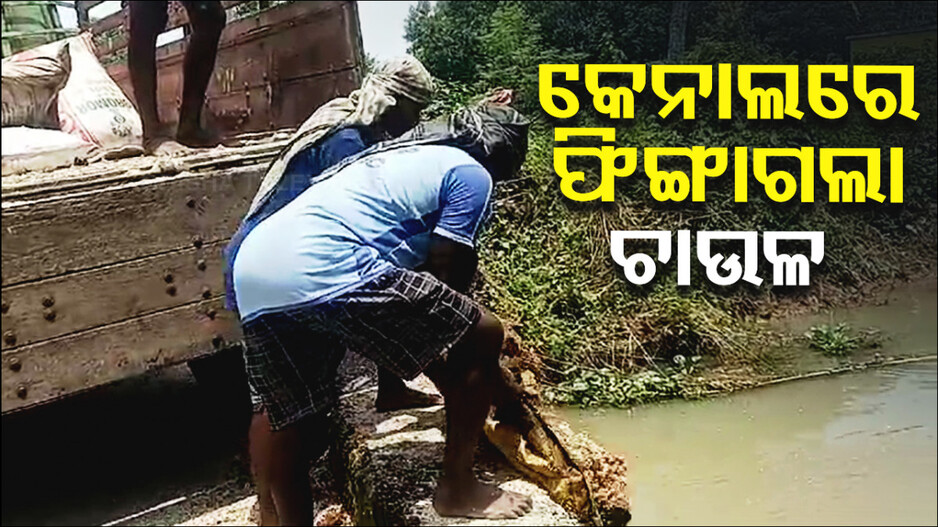 ଏତେ ଚାଉଳ ଆସିଲା କେଉଁଠୁ ? କେନାଲରେ ପଡିଛି କୁଇଣ୍ଟାଲ କୁଇଣ୍ଟାଲ ଅରୁଆ ଚାଉଳ !