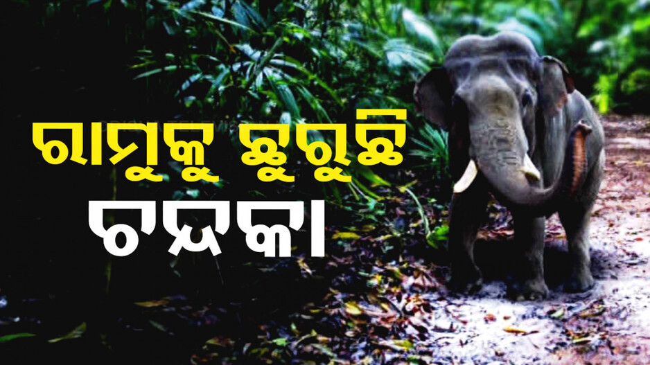 କେମିତି ହେଲା ହାତୀ ରାମୁର ମୃତ୍ୟୁ ?