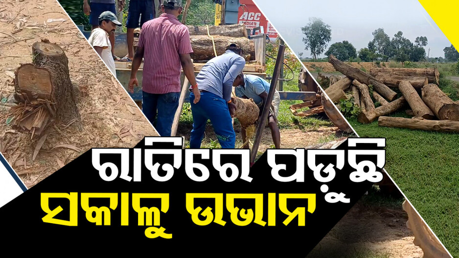 ନିଧଡ଼କ ଗଛ କାଟୁଛନ୍ତି କାଠମାଫିଆ, ନିଘୋଡ଼ ନିଦରେ ବନ ବିଭାଗ...