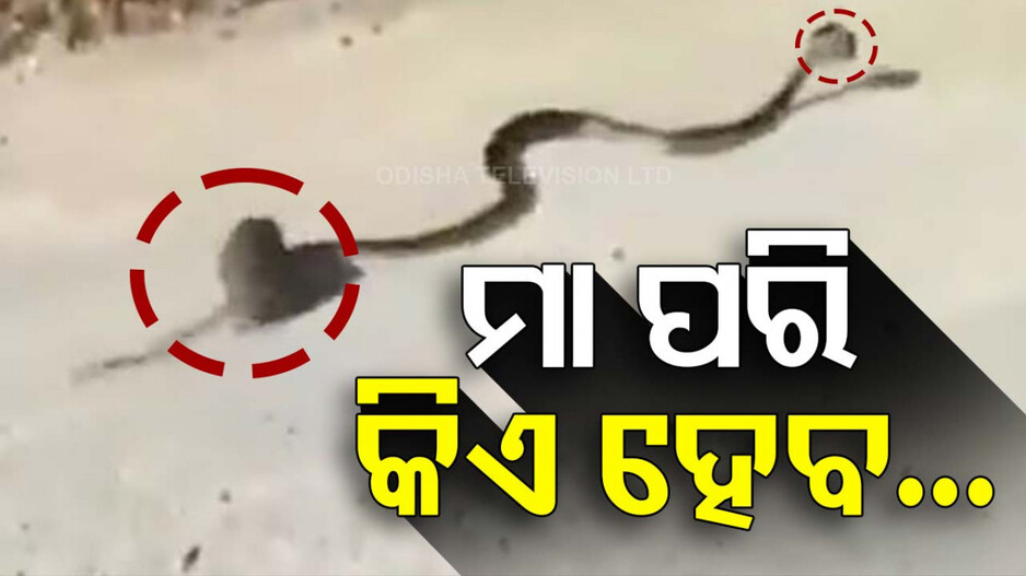 VIDEO: ହାରିଲା ମୃତ୍ୟୁ, ମରଣ ମୁହଁରୁ ଛୁଆର ଜୀବନ ଛଡ଼ାଇ ଆଣିଲା ମାଆ