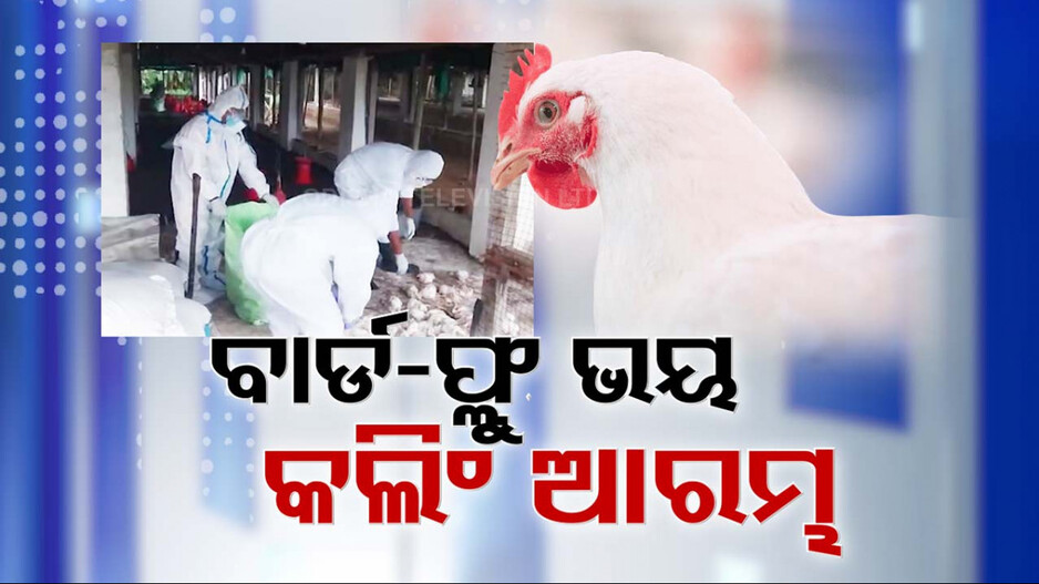 ବଢ଼ିଲା ବାର୍ଡ ଫ୍ଲୁ ସଂକ୍ରମଣ ଭୟ