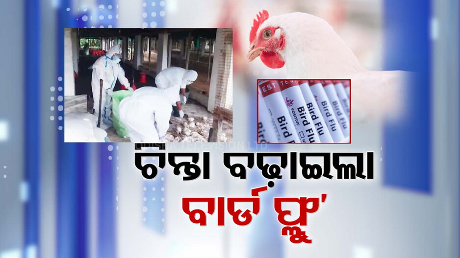 ଚିନ୍ତା ବଢ଼ାଇଛି ବାର୍ଡ ଫ୍ଲୁ; କୁକୁଡ଼ାକୁ ରୋଗ ହେଲେ କ’ଣ କରିବେ ? ଜାଣନ୍ତୁ...