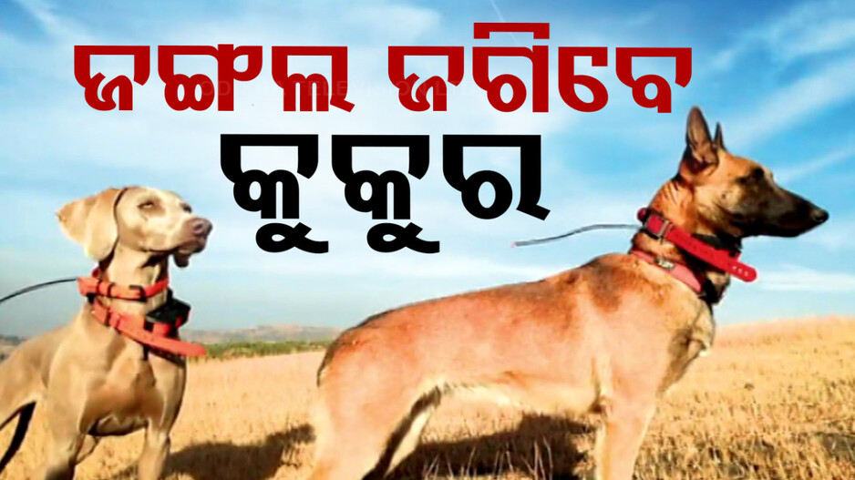 ବନ୍ୟଜନ୍ତୁ ଶିକାର ରୋକିବାକୁ ନିୟୋଜିତ ହେବେ ୫ ବନଖଣ୍ଡରେ ୧୦ ସନ୍ଧାନୀ କୁକୁର