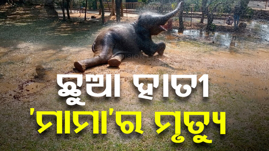 ପ୍ରଶିକ୍ଷଣ କେନ୍ଦ୍ରରେ ଛୁଆ ହାତୀର ଜୀବନ ଗଲା,ହାର୍ପିସ୍ ଭୂତାଣୁ ଆକ୍ରାନ୍ତରେ ମୃତ୍ୟୁ ହୋଇଥିବା ସନ୍ଦେହ