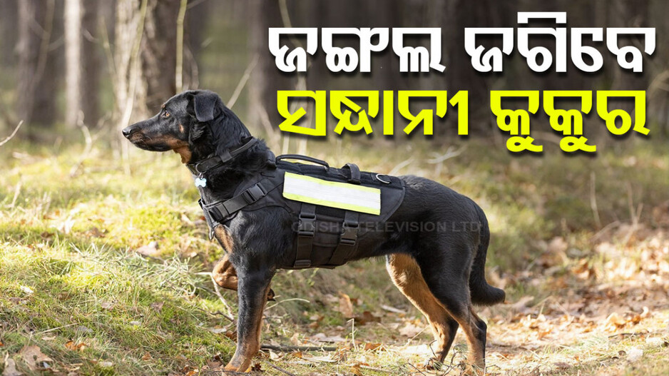ଜଙ୍ଗଲ ଜଗିବେ ସନ୍ଧାନୀ କୁକୁର