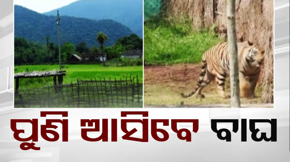 ସାତକୋଶିଆରେ ପୁଣି ଆରମ୍ଭ ହେବ ବ୍ୟାଘ୍ର ପ୍ରକଳ୍ପ, ୫ ବର୍ଷରେ ଆସିବେ ୧୪ ବାଘ