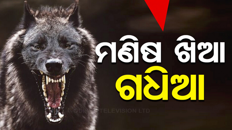 ମାତିଛି ମଣିଷ ଖିଆ ଗଧିଆ, ଗଲାଣି ୮ ଜଣଙ୍କ ଜୀବନ