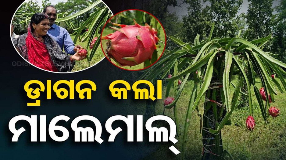 ଡ୍ରାଗନ କଲା ମାଲେମାଲ୍