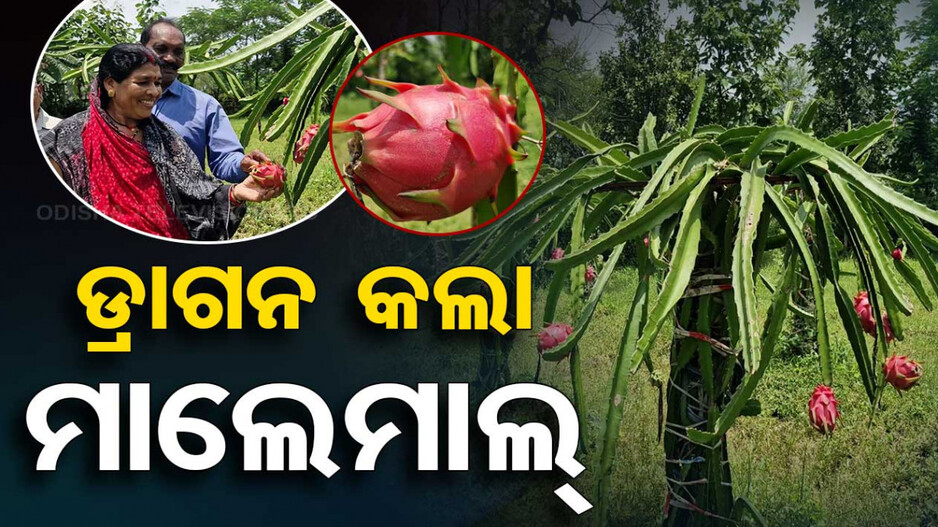 ମାଲେମାଲ୍ କରିଦେଲା ବିଦେଶୀ ଫଳ ଡ୍ରାଗନ ଫ୍ରୁଟ୍