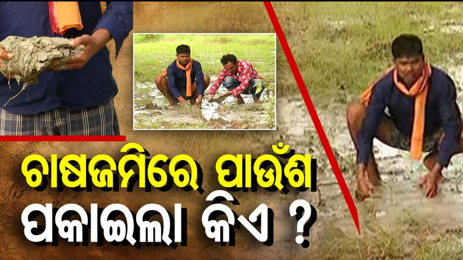 ଚାଷଜମିରେ କୁଢ଼ କୁଢ଼ ପାଉଁଶ ଦେଖି ଚାଷୀ ମୁଣ୍ଡରେ ଚଡ଼କ