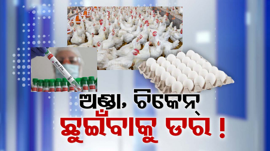 ମାଡ଼ି ଚାଲିଛି ବାର୍ଡ ଫ୍ଲୁ; ଭୁବନେଶ୍ବରରେ କଂପନ, ଚିକେନ୍ ଓ ଅଣ୍ଡାକୁ ଡରିଲେଣି ଗ୍ରାହକ... 