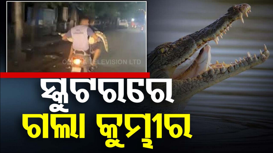 କୁମ୍ଭୀରକୁ ସ୍କୁଟରରେ ବସାଇ ନେଲେ ଦୁଇ ଯୁବକ, ଭିଡିଓ ହେଲା ଭାଇରାଲ୍