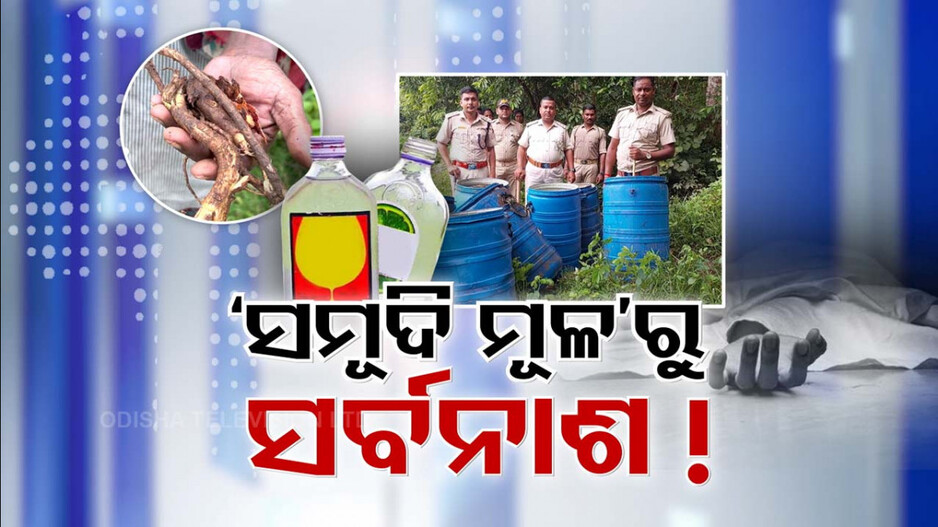 ଜଙ୍ଗଲୀ ଚେର ସମୂଦି ମୂଳରୁ ଜୀବନ ଗଲା
