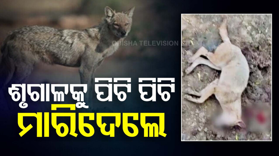 ଘରେ ପଶି ୬ଜଣଙ୍କୁ ଘାଇଲା କଲା ଶୃଗାଳ; ପିଟି ପିଟି ମାରିଦେଲେ ଗାଁ ଲୋକ