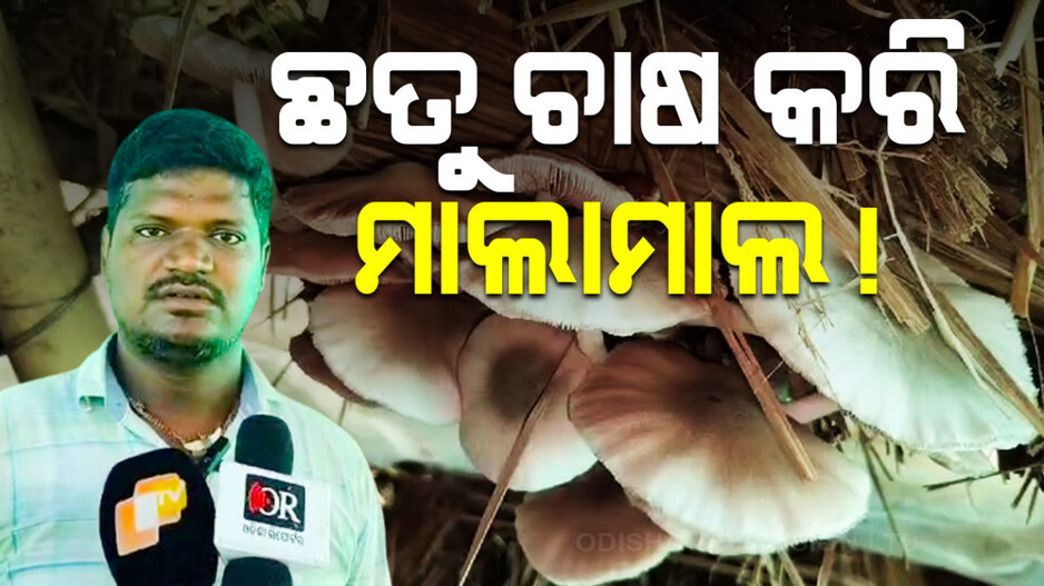 ଛତୁ ଚାଷ କରି ମାଲାମାଲ !