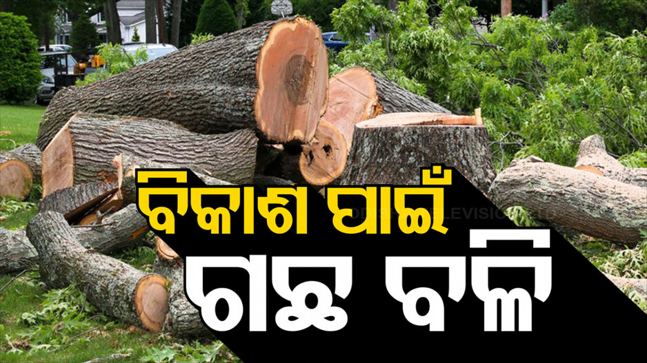 ୨୩ ବର୍ଷରେ କାଟିଛନ୍ତି ୨୬ ଲକ୍ଷରୁ ଅଧିକ ଗଛ, ବିଧାନସଭାରେ ମନ୍ତ୍ରୀଙ୍କ ସୂଚନା
