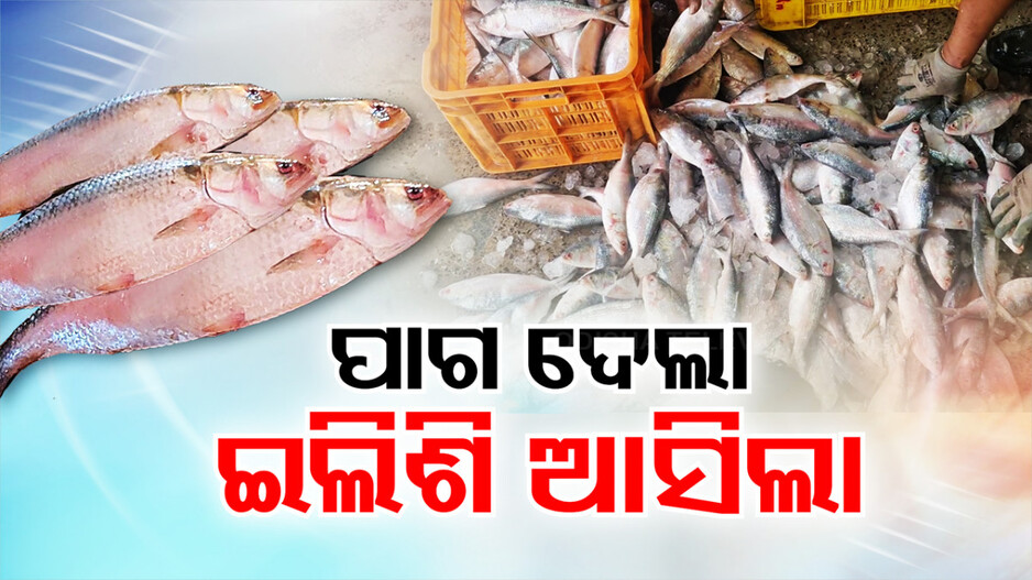 ଜାଲରେ ପଡ଼ିଲେ କ୍ୱିଣ୍ଟାଲ କ୍ୱିଣ୍ଟାଲ ଇଲିଶି, ମତ୍ସ୍ୟଜୀବୀଙ୍କ ମୁହଁରେ ହସ