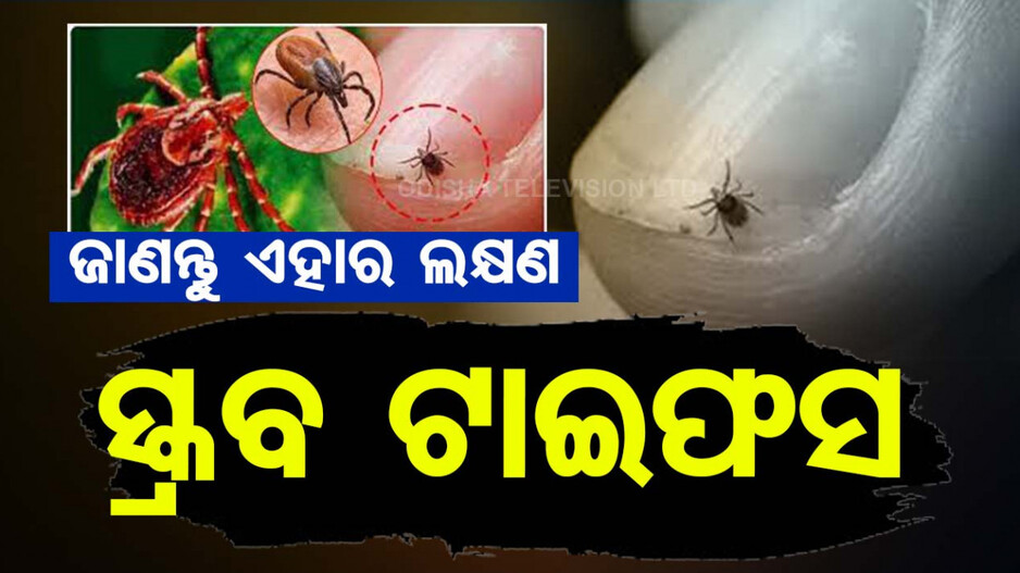 ଜୀବନ ନେଉଛି ସ୍କ୍ରବ ଟାଇଫସ କୀଟ,ଜାଣନ୍ତୁ ଏହାର ଲକ୍ଷଣ