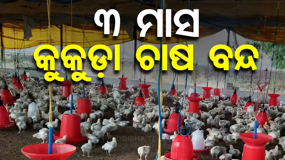 ବାର୍ଡ ଫ୍ଲୁ ସଂକ୍ରମିତ ଅଞ୍ଚଳରେ ୩ ମାସ କୁକୁଡ଼ା ଚାଷ ବନ୍ଦ