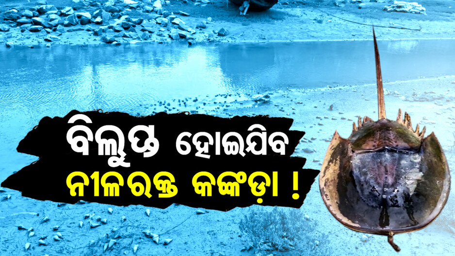 ବିଲୁପ୍ତ ହୋଇଯିବ ନୀଳ ରକ୍ତ କଙ୍କଡ଼ା ! ଜାଲରେ ପଡ଼ି ହେଉଛି ମୃତ୍ୟୁ
