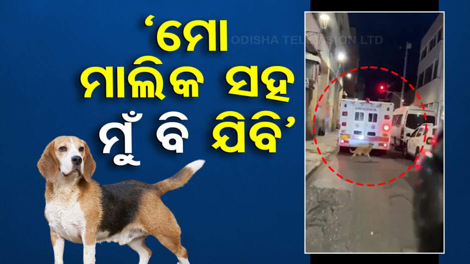 ଭାଇରାଲ ହେଉଛି ଏହି ହୃଦୟସ୍ପର୍ଶୀ ଭିଡିଓ; ଆମ୍ୱୁଲାନ୍ସକୁ ପିଛା କରୁଛି କୁକୁର