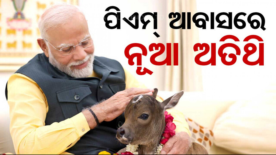 ପ୍ରଧାନମନ୍ତ୍ରୀଙ୍କ ବାସଭବନରେ ନୂଆ ଅତିଥି; ବାଛୁରୀ ସହ ବୁଲିଲେ, ପୂଜା କଲେ ମୋଦି